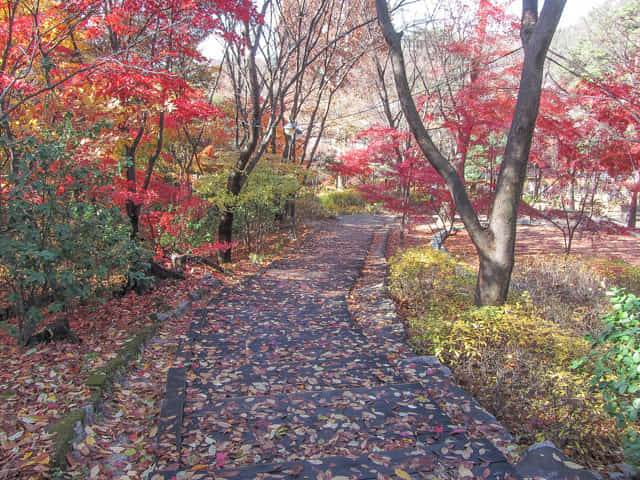 首爾三清洞 三清公園 北岳山首爾城郭登山路 秋天紅葉景色