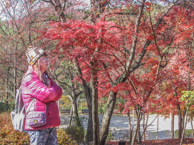 首爾三清洞 三清公園 北岳山首爾城郭登山路 秋天紅葉景色