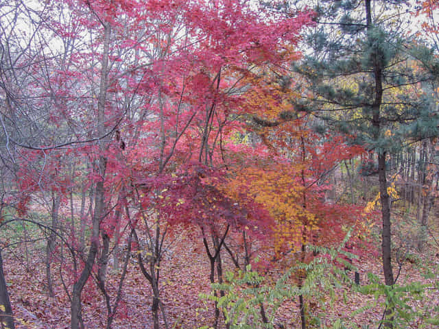 首爾城郭路北岳山段 秋天紅葉景色