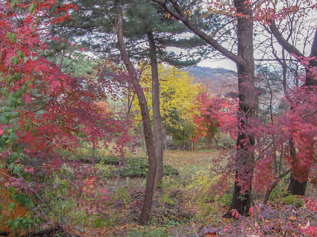 首爾城郭路北岳山段 秋天紅葉景色