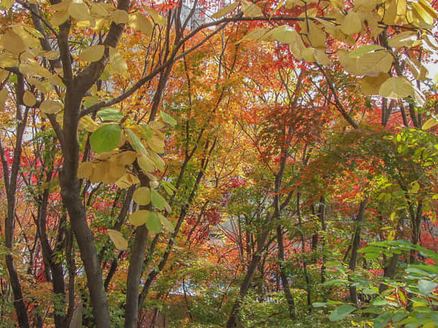 成均館大學 (성균관대학교 Sungkyunkwan University) 秋天紅葉景色