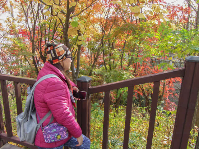 成均館大學 (성균관대학교 Sungkyunkwan University) 秋天紅葉景色