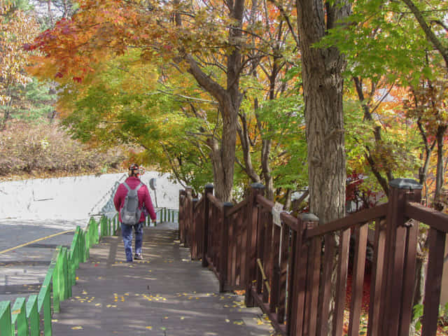 惠化成均館大學 (성균관대학교 Sungkyunkwan University) 秋天紅葉景色