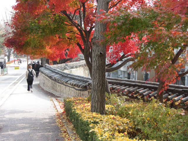 成均館大學 (성균관대학교 Sungkyunkwan University) 秋天紅葉