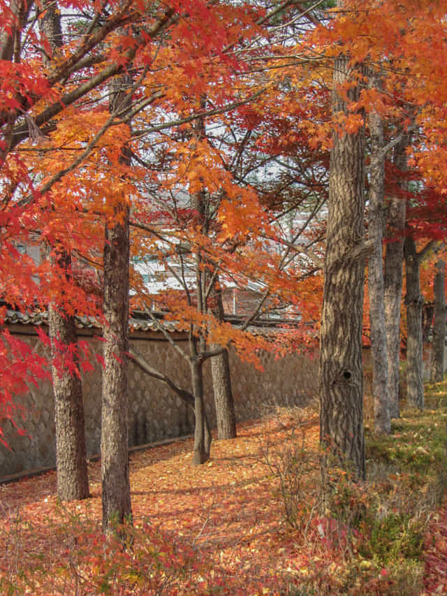 成均館大學 (성균관대학교 Sungkyunkwan University) 秋天紅葉