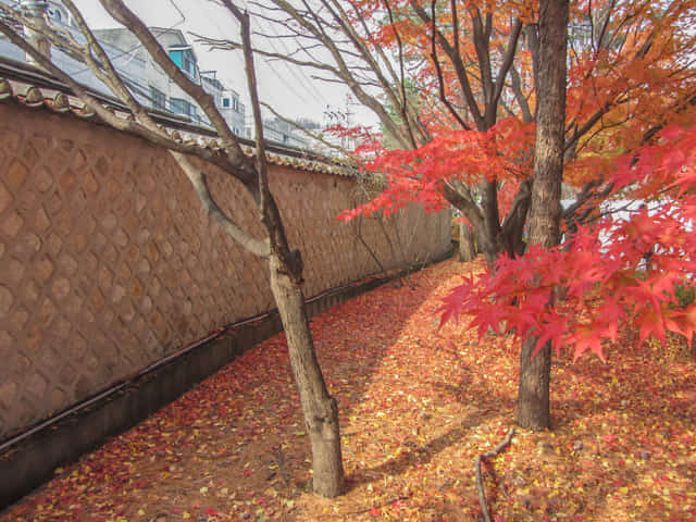 成均館大學 (성균관대학교 Sungkyunkwan University) 秋天紅葉